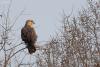 buteo_03_t1.jpg