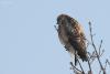 buteo_03_t1_1.jpg