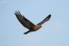 buteo_04_t1_1.jpg