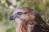 buteo_05_t1.jpg