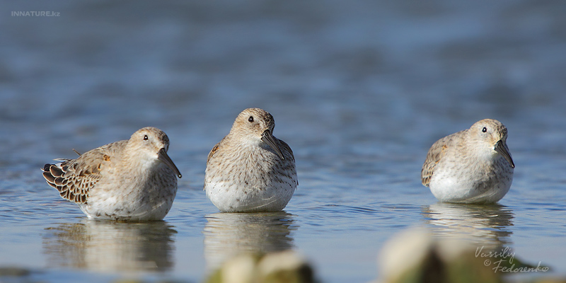 calidris-alpina_01_1.jpg