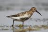 calidris-alpina_01_t1.jpg