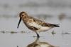 calidris-alpina_02_t1.jpg