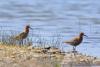 calidris-ferruginea_02_t1.jpg