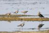 calidris-ruficollis_2_t1.jpg