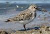 calidris-temminckii_01_t1.jpg