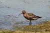 calidris-testacea_01_t1.jpg