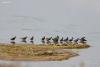 calidris-testacea_03_t1.jpg
