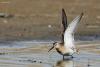 calidris_03_t1.jpg