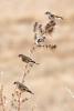 carduelis-caniceps_01_t1_1.jpg