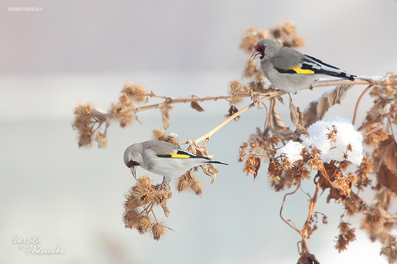 carduelis-caniceps_02_3.jpg