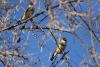carduelis-caniceps_02_t1_2.jpg