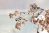 carduelis-caniceps_02_t1_3.jpg