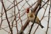 carduelis-carduelis_01_t1.jpg