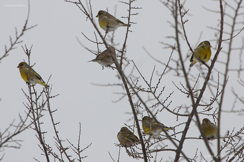 carduelis-chloris_01.jpg