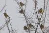 carduelis-chloris_01_t1.jpg