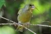 carduelis-chloris_01_t1_1.jpg