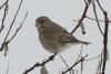 carduelis-chloris_03_t1.jpg