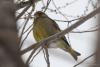 carduelis-chloris_04_t1.jpg