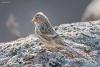 carduelis-flavirostris_02_t1.jpg