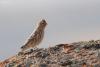 carduelis-flavirostris_03_t1.jpg