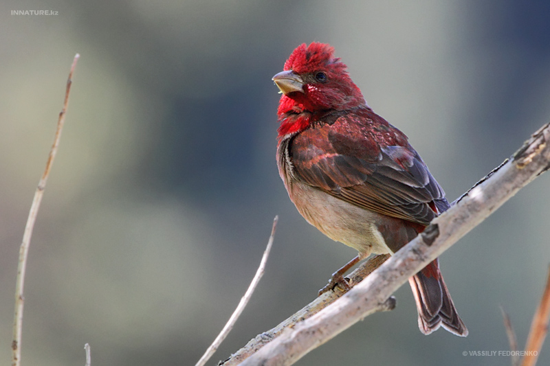carpodacus-erythrinus_01.jpg