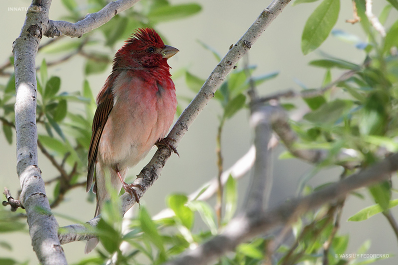 carpodacus-erythrinus_02.jpg