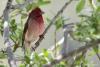 carpodacus-erythrinus_02_t1.jpg