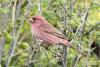 carpodacus-rhodochlamys_01_t1.jpg