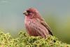 carpodacus-rhodochlamys_02_t1.jpg