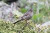 carpodacus-rhodochlamys_03_t1.jpg
