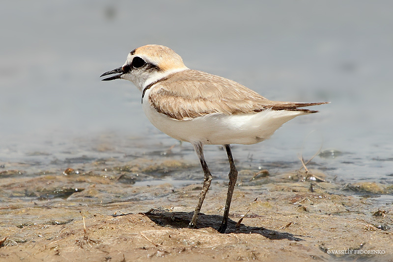 charadrius-alexandrinus_01.jpg