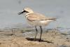 charadrius-alexandrinus_01_t1.jpg