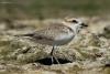 charadrius-alexandrinus_01_t1_1.jpg