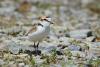 charadrius-alexandrinus_01_t1_2.jpg