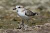 charadrius-alexandrinus_02_t1_1.jpg