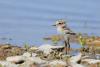 charadrius-alexandrinus_02_t1_2.jpg