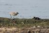 charadrius-alexandrinus_03_t1.jpg