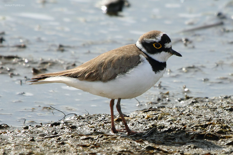 charadrius-dubius_01.jpg