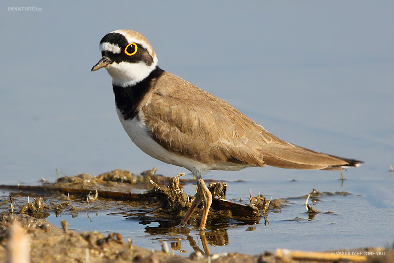 charadrius-dubius_01_1.jpg