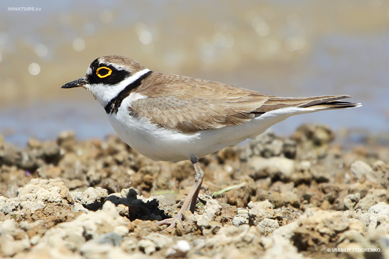 charadrius-dubius_01_2.jpg