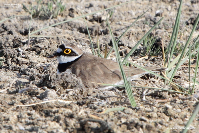 charadrius-dubius_01_3.jpg