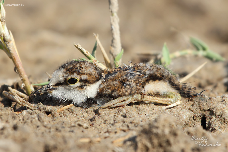 charadrius-dubius_01_4.jpg