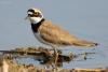 charadrius-dubius_01_t1_1.jpg
