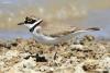 charadrius-dubius_01_t1_2.jpg