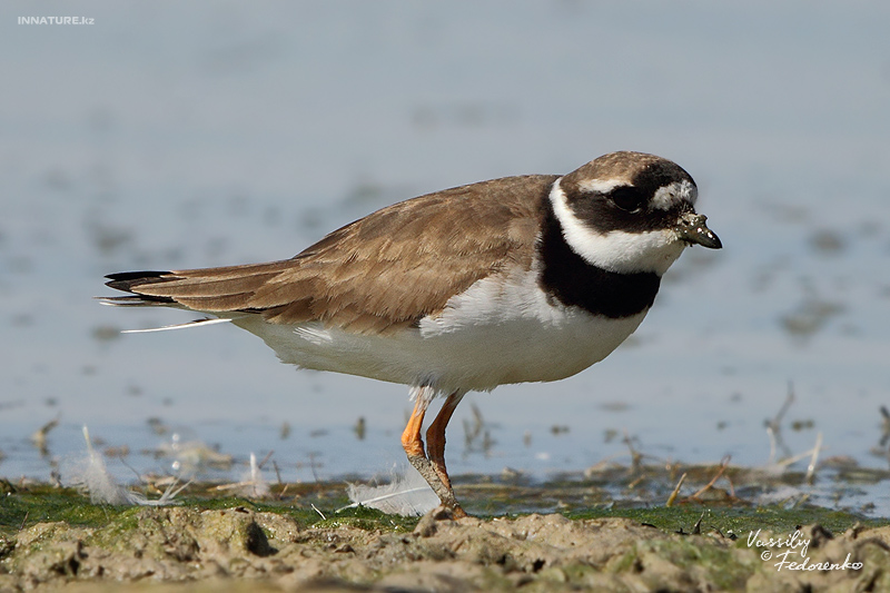 charadrius-hiaticula_02.jpg