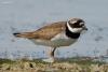 charadrius-hiaticula_02_t1.jpg