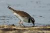 charadrius-hiaticula_03_t1.jpg