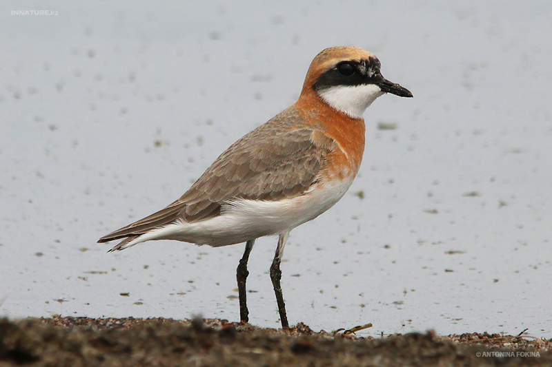 charadrius-mongolus_01.jpg