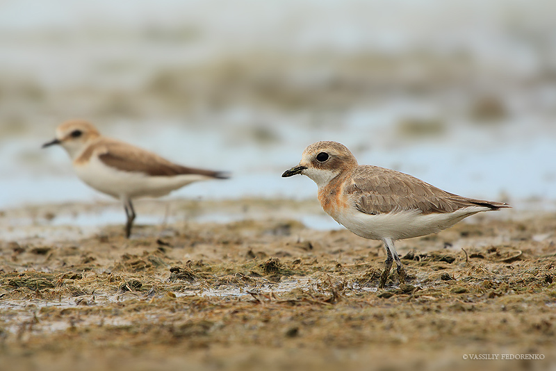 charadrius-mongolus_01_1.jpg